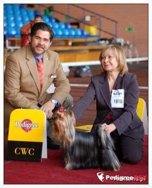 Bakarat HANNAH BAKARAT &mdash; Labaza DogPedigree YorkshireTerrier